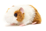 Meerschweinchen von Hermann Teddy Collection_18cm_gold-weißes Fell_seitliche Ansicht