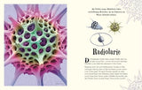 Wundervolle Welt der Natur von Ben Hoare_DK Verlag Dorling Kindersley_Seitenansicht 1